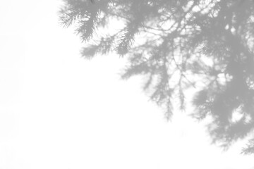 Blurred overlay effect for photo. Gray shadows of fir tree branches on a white wall. Abstract neutral nature concept background for design presentation. Shadows for natural light effects
