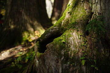 Tree-lined road in autumn. in the forest. A promenade with fallen leaves.