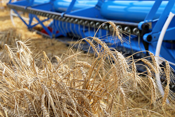 Combine harvester working on the field, close-up ears of wheat. Rural scenery, concept of...
