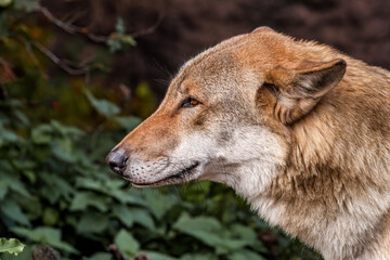 Gray Wolf (Canis lupus)