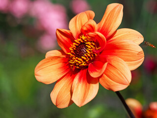 Closeup of a beautiful orange Dahlia flower in a garden with an approaching hoverfly