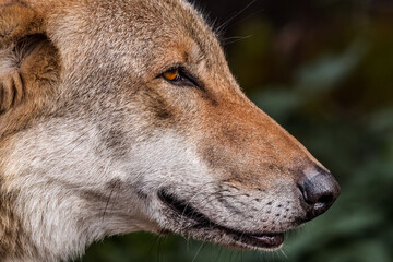 Gray Wolf (Canis lupus)