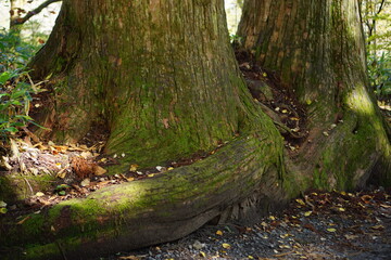 A road lined with large cedar trees. In the forest where the sunlight shines through. Beautiful Japanese landscape.