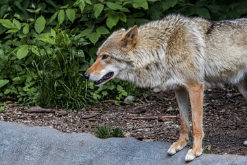Gray Wolf (Canis lupus)