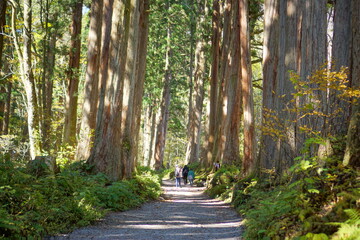 A road lined with large cedar trees. In the forest where the sunlight shines through. Beautiful Japanese landscape.