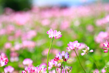 満開のレンゲ畑