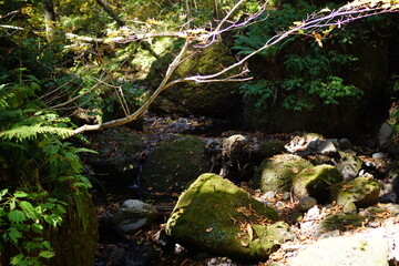 A road lined with large cedar trees. In the forest where the sunlight shines through. Beautiful Japanese landscape.