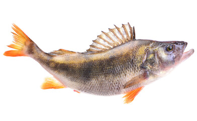 Perch fish on white background