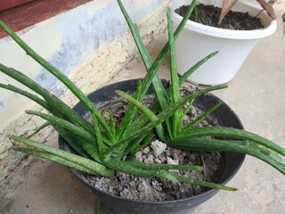 aloe vera plant in pot