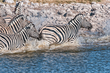 Obraz na płótnie Canvas Startled Burchells zebras running in a waterhole