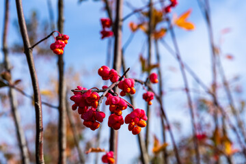 The pink flowers of the European spindle tree (Winged spindle, Euonymus Species, Common Spindle Bush, European Spindle Tree)