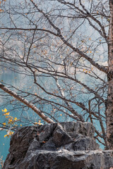 Abstract landscape in autumn colors - birch branches on a blue background of a mountain lake. The concept of local travel. Almaty, Kazakhstan.