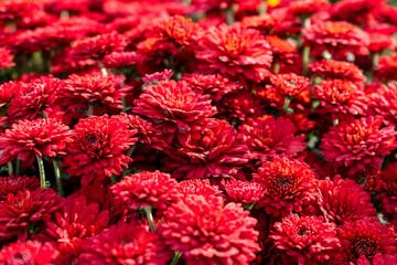 Red chrysanthemums close up
like a bright autumn background