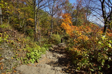 A road lined with large cedar trees. In the forest where the sunlight shines through. Beautiful Japanese landscape.