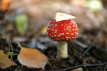 beautiful little fly-agaric under the autumn leaf