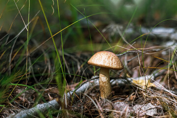 beautiful mushroom boletus in the autumn forest