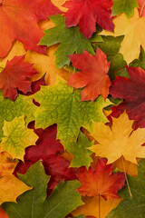 Naklejka na ściany i meble bright background with autumn maple leaves in green, orange and yellow colors.