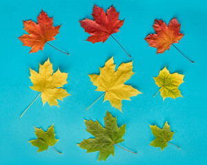 blue background with autumn maple leaves in green, orange and yellow colors.