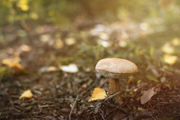 beautiful mushroom boletus in the autumn forest