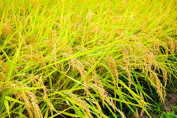 収穫まじかの黄金色に実った稲穂