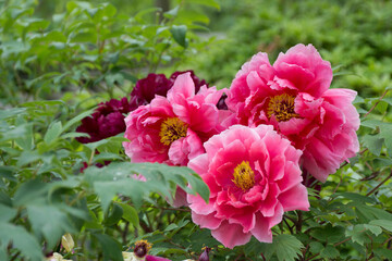 牡丹の花 © Paylessimages