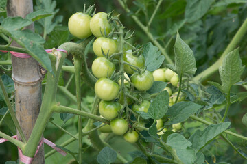 ミニトマトの栽培