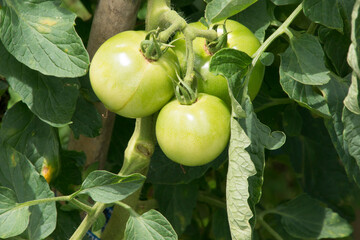 ミニトマトの栽培