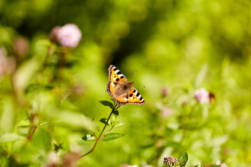 nature and insects concept - small tortoiseshell butterfly in summer garden