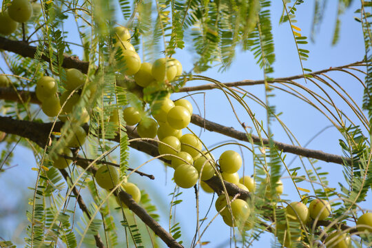 Indian gooseberry or Amla fruit on tree
