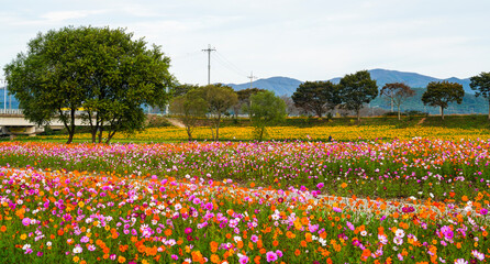 장성 황룡강변의 코스모스 꽃밭