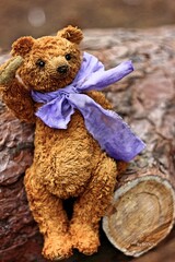 Teddy bear in the forest