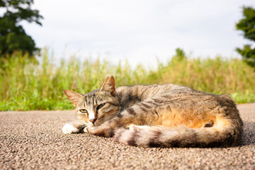 公園で寛ぐ耳をV字カット（避妊去勢）された茶虎の猫