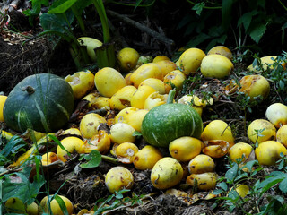 畑に廃棄したカボチャ