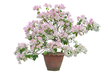 White and Pink Bougainvillea flower bloom in brown pot isolated on white background with clipping path.