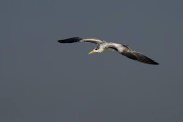 Naklejka premium Swift Tern flying on the north-eastern coast of Qatar