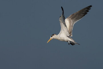 Swift Tern flying on the north-eastern coast of Qatar