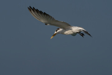 Fototapeta na wymiar Swift Tern flying on the north-eastern coast of Qatar