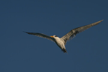 Swift Tern flying on the north-eastern coast of Qatar