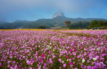안개 속으로 보이는 마이산과 가을꽃 코스모스