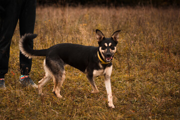 Beautiful cute happy mix breed young puppy dog running, playing autumn nature