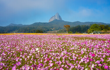 안개 속으로 보이는 마이산과 가을꽃 코스모스