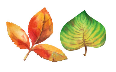 Autumn watercolor leaves of linden tree on a white background. Botanical illustration