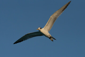 Fototapeta na wymiar Swift Tern flying on the north-eastern coast of Qatar