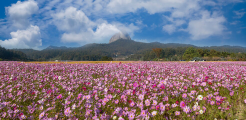 안개 속으로 보이는 마이산과 가을꽃 코스모스