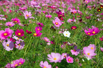 Obraz premium 秋の花 たくさんのコスモス 