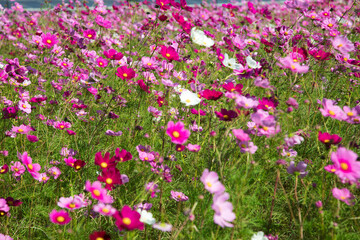 Fototapeta premium 秋の花 たくさんのコスモス 