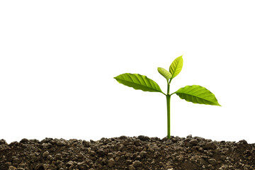 Green sprout growing out from soil isolated on white background..