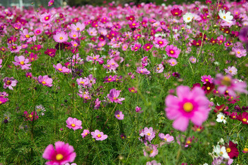 Fototapeta premium 秋の花 たくさんのコスモス 