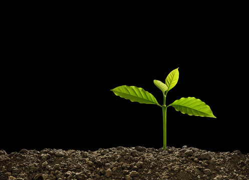 Green sprout growing out from soil isolated on black background..