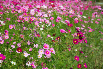 秋の花　たくさんのコスモス　